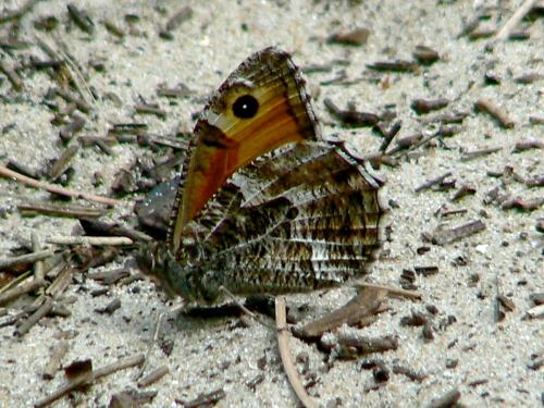 Réf. 326 023 : Hipparchia semele
